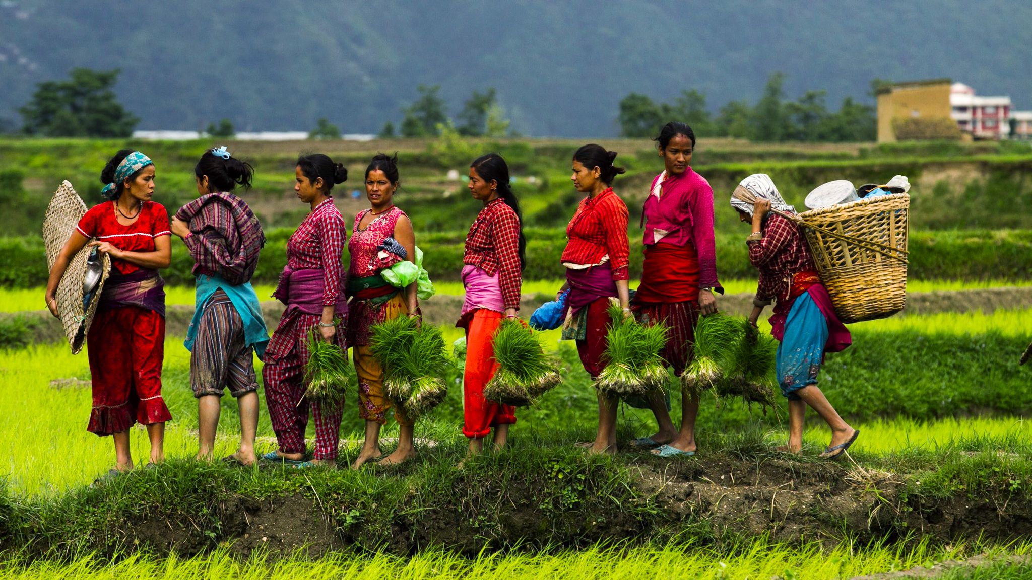 Непал шри. Непал сельское хозяйство. Жители Шри Ланки. Индия быт. Хозяйство Индии.